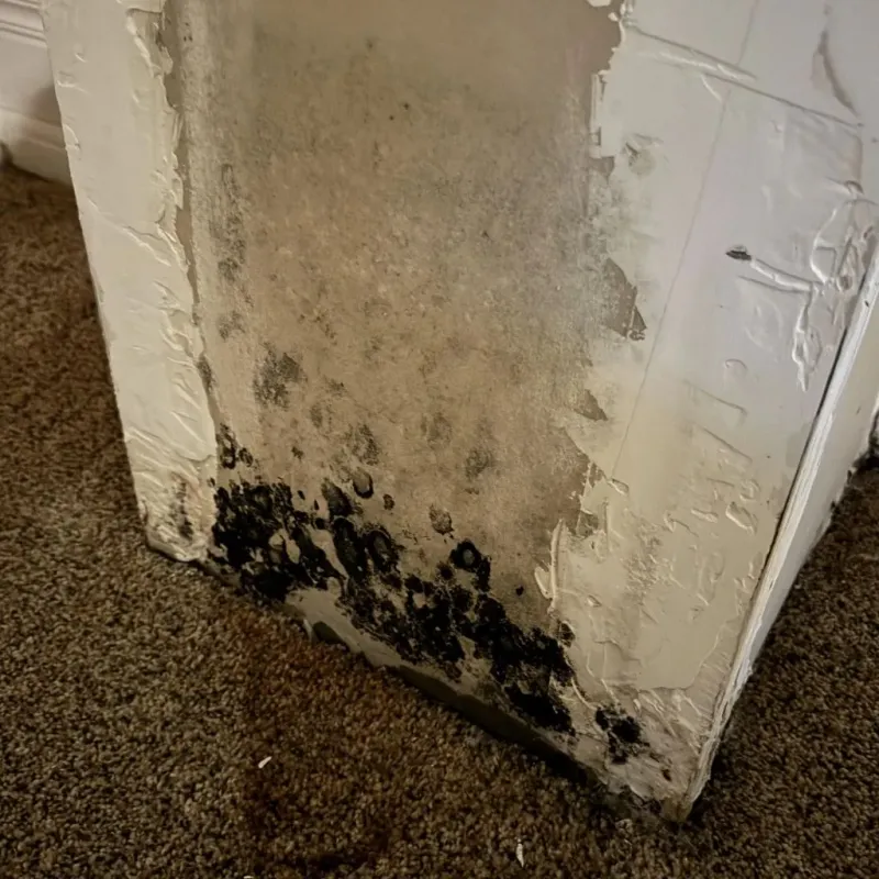 Professional Mold Removal in Newbern, TN